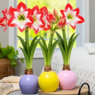 The Bloomaker™ Amaryllis Ball - Mixed