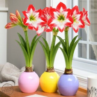 The Bloomaker™ Amaryllis Ball