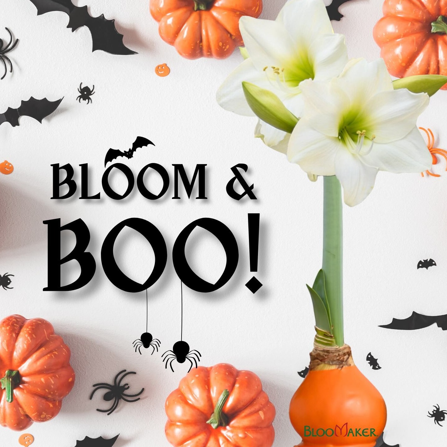 🎃 Bloom & BOO!
Celebrate Halloween with our waxed amaryllis surrounded by mini pumpkins and autumn leaves. 🎃🌷
Order now to ensure your blooms arrive in time to treat your space (no tricks here!). 👻🌸 https://bit.ly/46ILcxg
Show us your spooky Bloomaker displays by tagging us!
#HalloweenDecor #FallFlowers #BloomakerTulips #ElegantHalloween #HomeInBloom #FallVibes