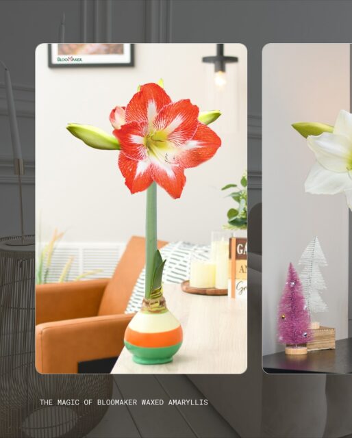 There’s a reason people choose Bloomaker.
Our Giant Amaryllis™ bulbs are hand-selected for size and strength, then carefully hand-dipped in wax to create a self-sustaining, soil-free bloom. No watering. No maintenance. Just weeks of effortless beauty.
✨ Bloomaker Waxed Amaryllis, grown with care, designed to inspire.
🌐 bloomaker.com
#bloomaker #waxedamaryllis #giantamaryllis #amaryllisbulbs #BloomWithBloomaker #HolidayBlooms #IndoorGardening #PlantDecor #FlowerLovers #HomeStyling #giftthatgrows #SustainableBlooms #EasyPlants #VirginiaGrown #bloomakerusa