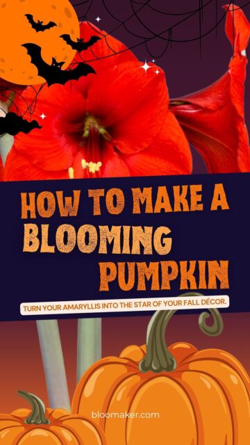 🎃 Want to turn your Bloomaker Amaryllis into a show-stopping Halloween accent? 🍂✨
Here’s the quick DIY: Cut the stems, pop the bloom into a carved pumpkin that fits a small glass vase. No soil. No mess. Just effortless bloom + spooky-chic!
#halloweendecor #spookyseasos #Halloween #pumpkindecorating #WaxedAmaryllis #Bloomaker #AmaryllisMagic #fallflowersinbloom #diyhomedecor #autumnvibes #plantdecor #nowaternosoil #indoorblooms #GiftThatGrows #halloweenvibes #fallstyling
