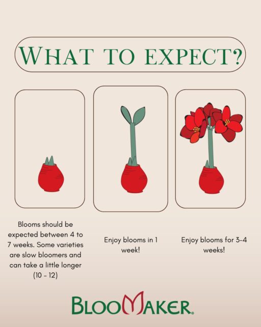 From bulb to bloom! Here’s what to expect with your Bloomaker waxed amaryllis:
⏳ 4–7 weeks: Watch patiently as your bulb prepares to bloom (some varieties may take a little longer, 10–12 weeks).
🌱 In about 1 week: Once sprouted, your amaryllis quickly bursts into color.
🌸 3–4 weeks of joy: Enjoy long-lasting flowers that brighten your home, season after season.
No soil. No watering. Just nature’s magic. ✨
#BloomakerBeauty #WaxedAmaryllis #EasyBlooms #HomeInBloom #AmaryllisSeason