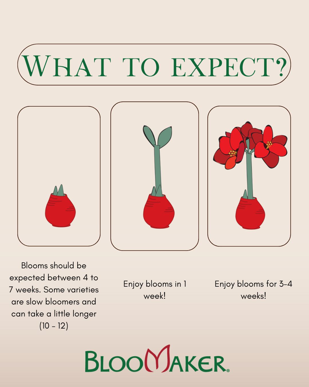 From bulb to bloom! Here’s what to expect with your Bloomaker waxed amaryllis:
⏳ 4–7 weeks: Watch patiently as your bulb prepares to bloom (some varieties may take a little longer, 10–12 weeks).
🌱 In about 1 week: Once sprouted, your amaryllis quickly bursts into color.
🌸 3–4 weeks of joy: Enjoy long-lasting flowers that brighten your home, season after season.
No soil. No watering. Just nature’s magic. ✨
#BloomakerBeauty #WaxedAmaryllis #EasyBlooms #HomeInBloom #AmaryllisSeason