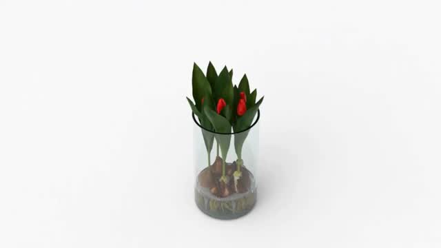 🌿 Hydroponic Growing Tips
Why do Bloomaker Hydroponic tulips bloom so beautifully and consistently? Thoughtful design makes all the difference.
During transport, too much water movement can disturb tulip roots, leading to cloudy water, stressed bulbs, and inconsistent blooms. Our solution? A vase with a built-in shelf that helps stabilize the root system and reduce unnecessary movement.
By protecting the bulbs from damage early on, we help ensure your tulips arrive healthy, vibrant, and ready to brighten your space.
Small detail, big impact, just one of the ways we’re always growing better. 🌿✨
#BloomakerHydroponicTulips #FreshFromTheBulb #FloralDesign #TulipLove #BloomakerBeauty #HomeInBloom