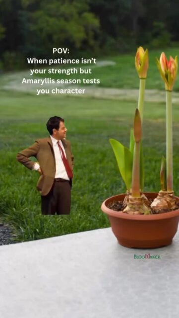 Watching plants grow should count as a bobby, right? 👀
#plants #bloomaker #amaryllis #waxedamaryllis #bloomakeramaryllis #flowers #amaryllisbulbs #floral #garden #gardening #instablooms