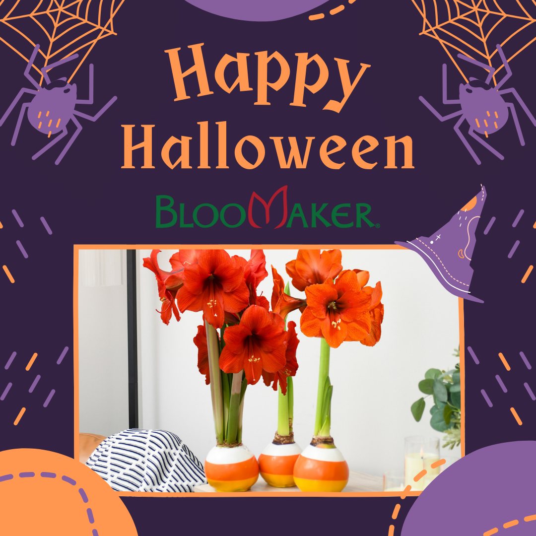 Happy Halloween from Bloomaker! 🎃🌷
Whether you're greeting trick-or-treaters or cozying up at home, let your space bloom with beauty and warmth.
Who says spooky can't be sophisticated? 🍁
Here’s to soft candlelight, colorful petals, and the little joys that make this season magical.
#HappyHalloween #BloomakerBeauty #ElegantHalloween #HomeDecorJoy #FreshFromTheBulb