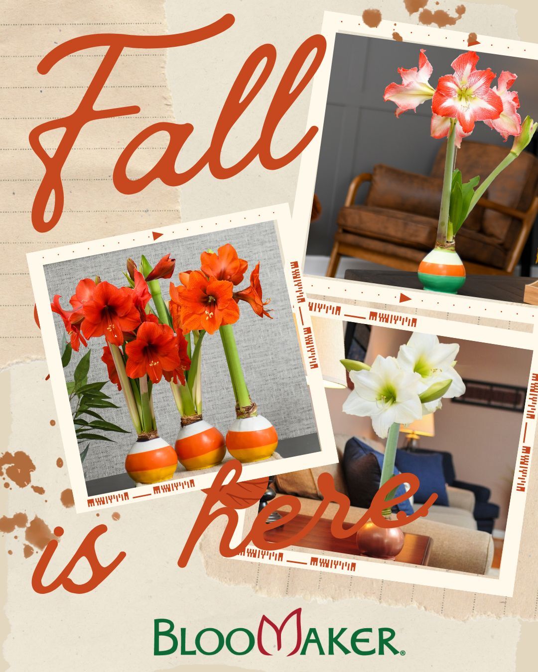 Fall florals, reimagined. 🍁
Our Fall Collection of waxed amaryllis blends rich autumn tones with no-fuss elegance. Each bulb is self-contained—no water, no soil, just stunning blooms.
From our Sunset Orange, to our gorgeous Candy Corn, our Fall Collection brings joy to the season!
🍂 Add warm color to your table or gift something truly unique.
🛍️ Shop the collection via our link in Bio!
#FallDecor #WaxedAmaryllis #Bloomaker #NoWaterNeeded #AutumnVibes #FallGifting #IndoorBlooms