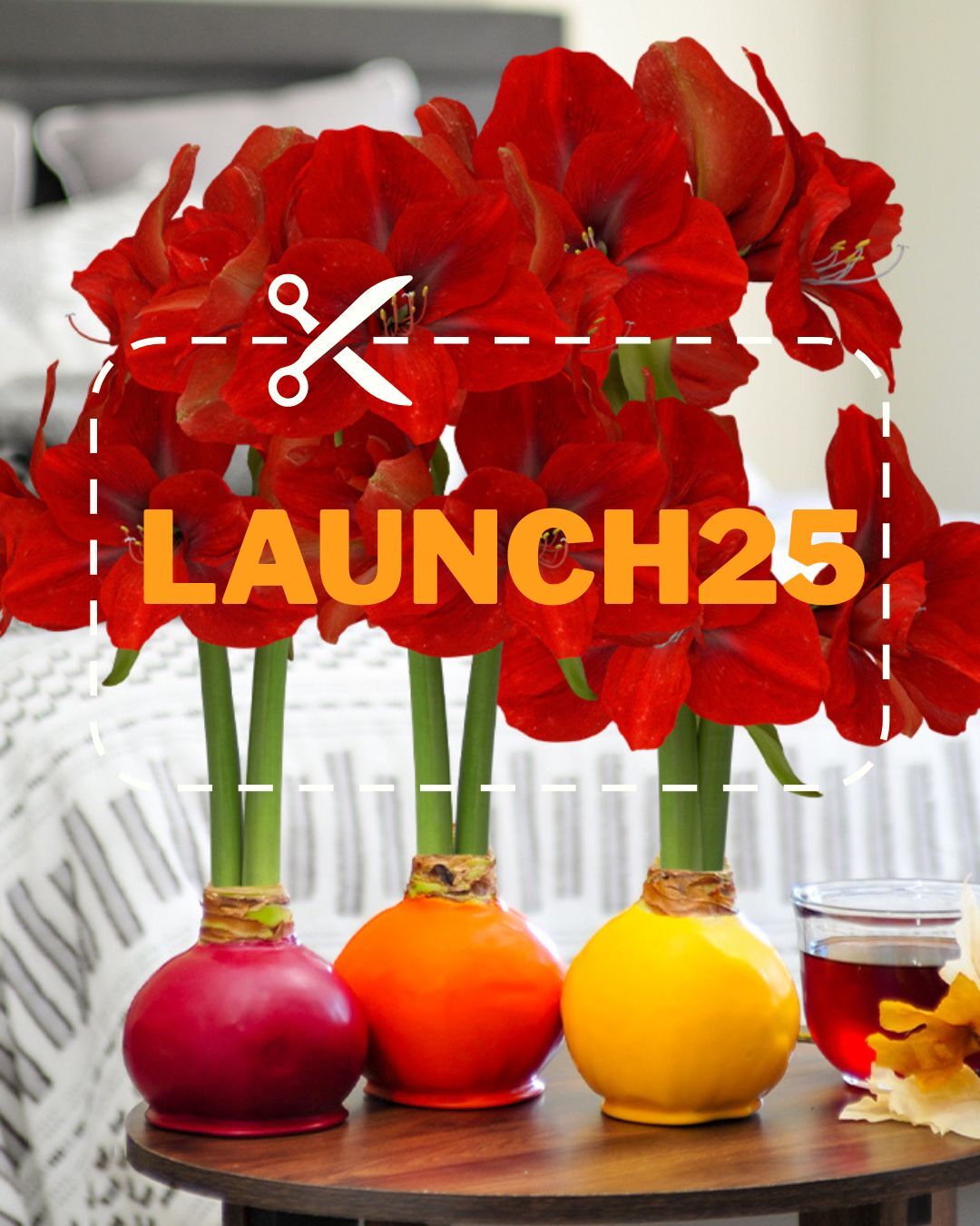 We launched our new website - and the love’s been blooming ever since! 🌸
If you haven’t placed your first order yet, what are you waiting for?

💥 Get 25% off your first purchase with code LAUNCH25
✨ No watering. No mess. Just stunning waxed amaryllis, delivered.

Perfect for gifting season or treating yourself (because why not, right?)

Check out the full Fall Collection in our Bio link!

#Bloomaker #AmaryllisMagic #WaxedBulbs #HolidayReady #FirstOrderBloom