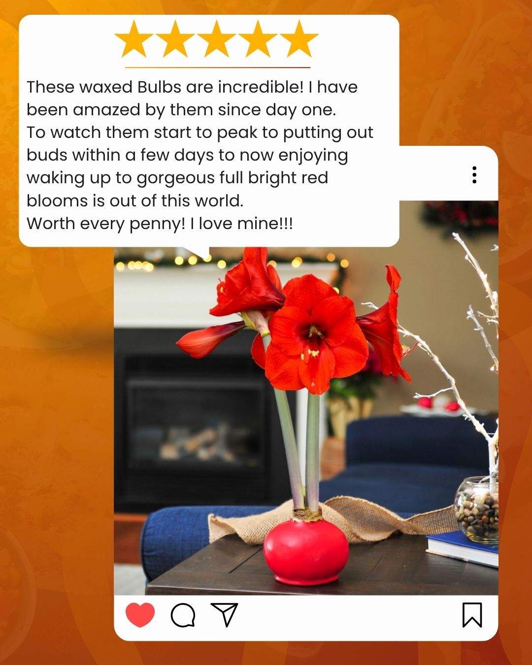 We’re not the only ones who love our blooms… you are too! 💖
Nothing makes us happier than hearing how much you love your Bloomaker waxed amaryllis. From joyful gifts to stunning home accents, your kind words mean the world to us.

We can’t wait to see more of your gorgeous blooms bringing joy to your spaces this season!
🌸 Don’t forget to tag us in your photos and share the #Bloomakermagic

#RealReviews #BloomakerLove #WaxedAmaryllis #CustomerFavorites #EasyBlooms #EffortlessGifting #FlowerFans
