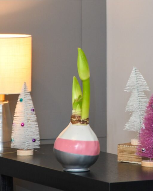 Watch it bloom before your eyes 🌸✨
Our waxed amaryllis bulbs transform from sculptural simplicity to full floral drama - all without water or soil.
Swipe to see the stunning journey from day one to full bloom 💫
📦 Ships gift-ready.
🎁 The perfect surprise for someone special (including you!).
Shop the full collection in our Bio!
#Bloomaker #BloomProgress #WatchItBloom #WaxedAmaryllis #HolidayBlooms #FromBulbToBloom