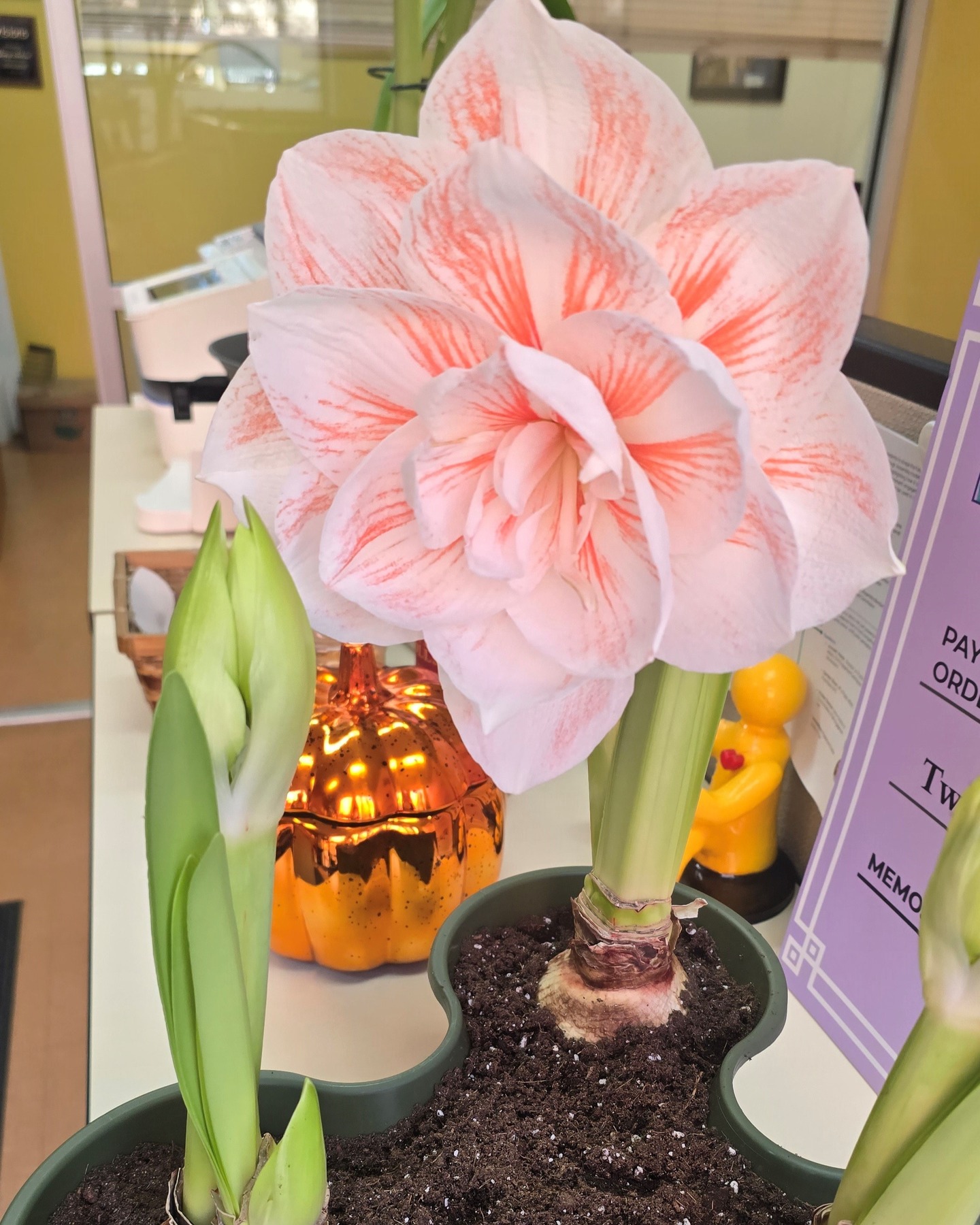 🌸 Office Glow-Up! 🌸 One of our amazing customers just sent in this stunning photo of her Double Nymph Amaryllis, and we’re obsessed. 

Proof that a single bloom can brighten an entire workspace. ✨

Got yours growing? We’d love to see it, share your photos with us! 📸

Photo credits: Kesha H. 
#amaryllis #doublenymph #Bloomaker #officedecor #plantjoy #flowermagic #BloomingBeauty #plantinspiration #winterblooms #giftsthatgrow #easyplants #hydroponics #WaxedAmaryllis #plantlover #flowers #desksetup #plantsmakepeoplehappy #AmaryllisSeason #bloomsofinstagram #natureindoors