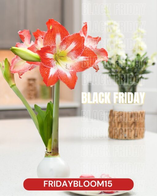 Looking for a gift they’ve never seen before? 🎁
Our waxed amaryllis bulbs are unlike anything else - self-contained, mess-free, and bursting with bold blooms.
🖤 This Black Friday weekend, enjoy 15% OFF sitewide with code FRIDAYBLOOM15
🎄 Holiday-ready. Stress-free. Pure magic.
Shop the full collection via our Link in Bio!
#UniqueGifts #BloomakerDeals #BlackFriday2025 #WaxedAmaryllis #GiftBloom