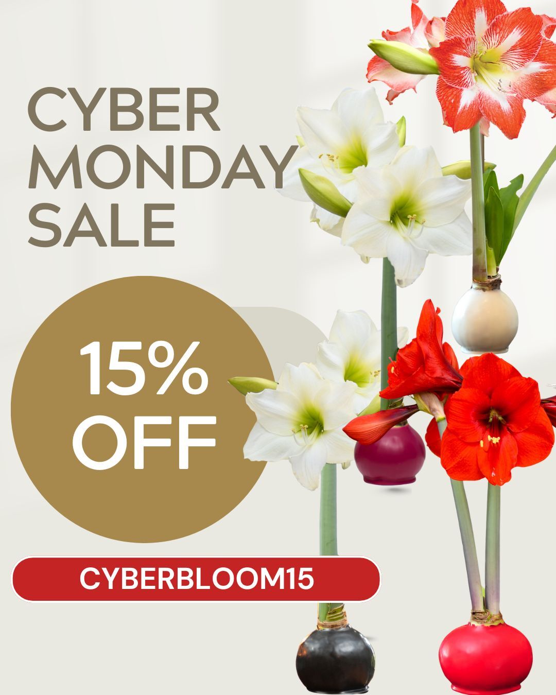 ⚡ Cyber Monday Exclusive ⚡

Bring home bold color + elegant design with our Specialty Waxed Amaryllis Bulbs -no watering, no maintenance. Just pure bloom magic.

🎉 TODAY ONLY: 15% off with code CYBERBLOOM15

#CyberBloom #AmaryllisGlow #CyberMonday #NoWaterNeeded #Bloomaker