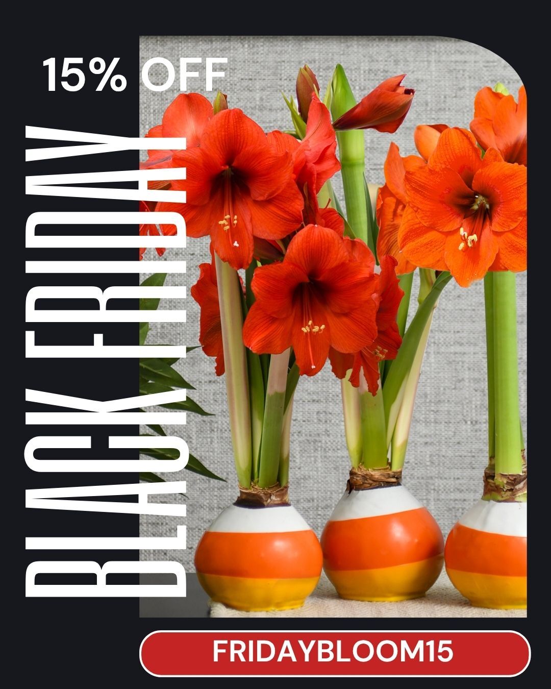 Skip the chaos. Keep the beauty💐
This Black Friday weekend, treat yourself (or someone special) to effortless elegance with 15% OFF our entire collection of waxed amaryllis bulbs.

🖤 No water. No mess. Just stunning blooms.

Use code FRIDAYBLOOM15 at checkout.
📆 Offer ends Sunday night, get yours today at our link in Bio!

#BlackFridayBloom #FridayBloom15 #NoWaterNeeded #HolidayGifts #BloomakerMagic