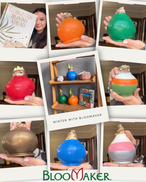 ❄️ Cozy up your space with color and quiet magic.

These waxed Amaryllis bulbs are a perfect way to style your season. With rich, festive colors and no care required (yes, really!), they're beautiful right out of the box. 🌈

Place them on your mantel, shelf, or table, and watch them slowly come to life in the coming weeks. The holidays may fly by, but these blooms remind us to pause and enjoy the moment.

✨ A thoughtful gift, a statement accent, and a gentle reminder: beauty grows with time.

➤ Browse the Winter Collection: https://bit.ly/3LXGPaV

#Bloomaker #WaxedAmaryllis #WinterBulbs #ChristmasDecor #SeasonalStyle #HomeWithBloomaker #GiftIdeas #CozyLiving #ElegantGifting