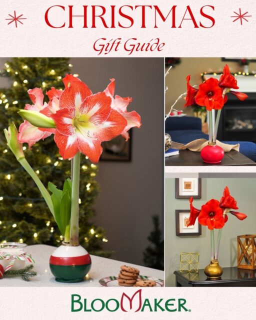 Still searching for that perfect gift? 🎁
Our waxed amaryllis bulbs are blooming with joy: self-contained, water-free, and absolutely unforgettable.
🌸 Each bulb arrives ready to bloom, no vase, no soil, just pure holiday magic.
📦 Ideal for teachers, hosts, loved ones, or yourself.
✨ Starting TOMORROW (Dec 11–15): Enjoy 15% OFF
🎄 Order by December 17 to ensure Christmas delivery.
Shop the Holiday Collection: https://bit.ly/3K9UKKp
#HolidayGifting #BloomakerBlooms #WaxedAmaryllis #ChristmasGifts #GiftIdeas #BloomForTheHolidays