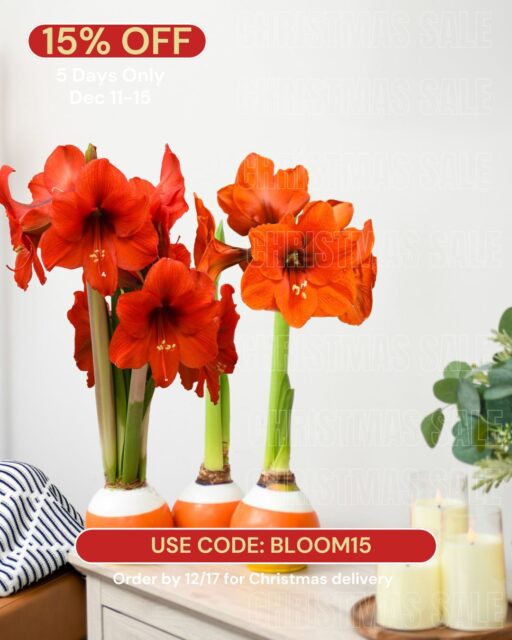 It’s here! ✨
For 5 days only, enjoy 15% OFF our Holiday Collection with code BLOOM15
Each waxed Amaryllis arrives ready to bloom: no soil, no watering, just effortless holiday magic.
📦 Order by Dec 17 to receive in time for Christmas!
Shop and save today:
https://bit.ly/3K9UKKp
#ChristmasSale #HolidayGifting #BloomakerBlooms #WaxedAmaryllis #GiftThatBlooms #LimitedTimeOffer