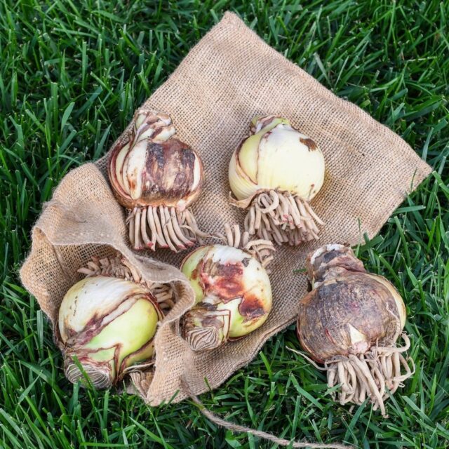 Here’s how to help your Amaryllis bulbs grow strong, healthy, and ready to bloom beautifully🌸
🌱 Planting Your Bulb
• Use a pot with well-draining soil.
• Leave the top third of the bulb exposed above the soil.
• Place it in a bright location with indirect sunlight.
• Water lightly until new growth begins, the bulb likes to stay on the drier side.
🌷 Growing & Blooming
• Expect sprouts in 4–6 weeks, depending on light and temperature.
• Once the stem appears, water only when the top inch of soil is dry, avoid overwatering.
• Feed with a balanced liquid fertilizer every 2–4 weeks.
• Support tall stems if they begin to lean.
Plant now and watch you Amaryllis grow and bloom!
#Bloomaker #AmaryllisCare #GrowingAmaryllis #PlantTips #IndoorPlants #BulbCare #EasyHouseplants #BloomakerBlooms #FlowerLovers #HomeWithPlants