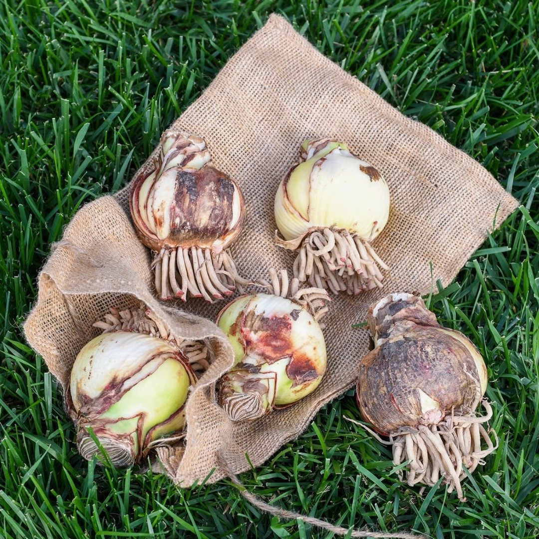 Here’s how to help your Amaryllis bulbs grow strong, healthy, and ready to bloom beautifully🌸
🌱 Planting Your Bulb
• Use a pot with well-draining soil.
• Leave the top third of the bulb exposed above the soil.
• Place it in a bright location with indirect sunlight.
• Water lightly until new growth begins, the bulb likes to stay on the drier side.
🌷 Growing & Blooming
• Expect sprouts in 4–6 weeks, depending on light and temperature.
• Once the stem appears, water only when the top inch of soil is dry, avoid overwatering.
• Feed with a balanced liquid fertilizer every 2–4 weeks.
• Support tall stems if they begin to lean.
Plant now and watch you Amaryllis grow and bloom!
#Bloomaker #AmaryllisCare #GrowingAmaryllis #PlantTips #IndoorPlants #BulbCare #EasyHouseplants #BloomakerBlooms #FlowerLovers #HomeWithPlants