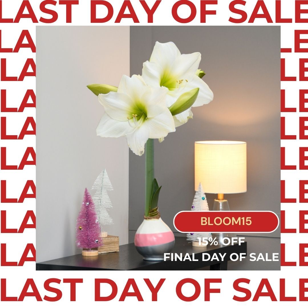 ❄️ Final Day to Bloom & Save! ❄️
Today is your last chance to enjoy 15% OFF our Holiday Collection with code BLOOM15, the sale ends tonight.
Each waxed Amaryllis arrives beautifully wrapped by nature, ready to bloom with weeks of vibrant color… no care needed. Just magic. 🌸✨
Don’t miss the final hours to gift joy in full bloom.
Shop the last day of the sale:
https://bit.ly/46ILcxg
#LastDayToSave #HolidayMagic #Bloomaker #WaxedAmaryllis #ChristmasGifting #GiftThatGrows #SeasonalSale