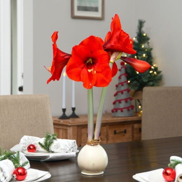 🌸 Still searching for a gift that feels just right?
Our waxed Amaryllis bulbs are beautifully wrapped by nature, ready to sit pretty now and bloom with joy later. No soil. No watering. Just magic!
📦 Order by Dec 17 to ensure Christmas delivery.
A thoughtful, elegant gift that keeps growing into the new year. 💝
➤ Tap to shop our Winter Collection now before it’s too late!
https://bit.ly/3K9UKKp
#LastMinuteGift #Bloomaker #WaxedAmaryllis #GiftThatGrows #ChristmasGifting #HolidayMagic #CozyHomeVibes