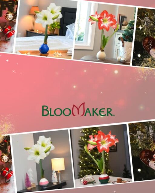 ✨ From our Bloomaker family to yours: Merry Christmas!

Whether your bulbs are beginning to bloom or waiting quietly on your windowsill, we hope your home is full of warmth, beauty, and joy this season. 🎁

Thank you for growing with us 💚

#MerryChristmas #Bloomaker #HolidayWithBloomaker #WaxedAmaryllis #WinterFlorals #CozyChristmas #GiftThatGrows