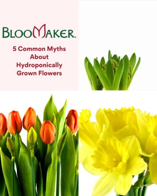 There are a lot of myths out there about hydroponically grown flowers, but most of them just aren’t true 🌸

Here are the top 5 myths we hear all the time (and the truth behind them):
1️⃣ “They’re less colorful.” False! Hydroponics creates ideal growing conditions, producing incredibly vibrant blooms.
2️⃣ “They use too many chemicals.” Nutrients ≠ pesticides. These flowers grow in clean, nutrient-rich water.
3️⃣ “They die quickly.” With proper care, blooms last for weeks to months.
4️⃣ “They’re too expensive.” They’re comparable to fresh-cut flowers, but last much longer 🌼
5️⃣ “Only big corporations sell them.” Not true. Bloomaker is a family-run company proudly growing in Virginia 🌱

#Bloomaker #Hydroponics #HydroponicFlowers #PlantMyths #FlowerFacts #IndoorGardening