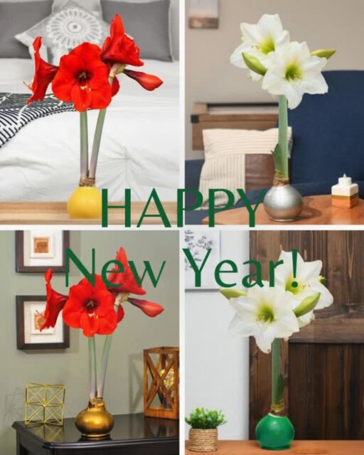 New Year, fresh blooms, endless possibility. ✨
Here’s to petals and peace in 2026.
What floral intention are you setting this year? 🌱
#HappyNewYear #BloomWithUs #FloralGoals #Bloomaker