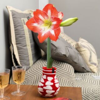 Sweetheart Amaryllis - Red White