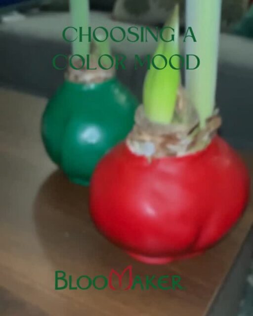 Blue for calm 💙
Red for bold ❤️
Green for fresh 💚
White for timeless 🤍

Bold, calm, fresh, or classic.
There’s a Bloomaker mood for every space.

#Bloomaker #NatureInspired #HomeWithFlowers #DailyBlooms #ColorMood #StyledWithFlowers