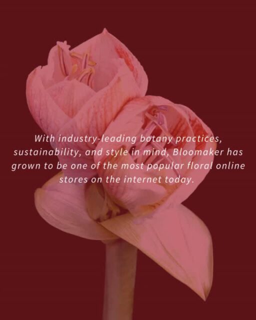 Timeless beauty, rooted in innovation. 🌿
At Bloomaker, we pair leading botany practices with elegant design, bringing you flowers that bloom brighter, last longer, and make every space feel like home.
All of our beautiful flowers, bulbs, and centerpieces are prepared with meticulous care, with quality and durability a priority every time.
#Bloomaker #FloralInnovation #AmaryllisSeason #NatureInspiredLiving #ElegantBlooms