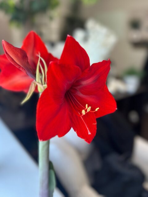 Our office amaryllise decided to steal the spotlight 🌺
We’d love to see how yours are doing. Are your amaryllises already flowering, or still on the way? Share below!
#amaryllis #Bloomaker #flowers #plantsmakepeoplehappy #officeplants #officeflowers #enjoyeverymoment #shareyouramaryllis #showyourblooms #instablooms #blooming #bloomingflowers