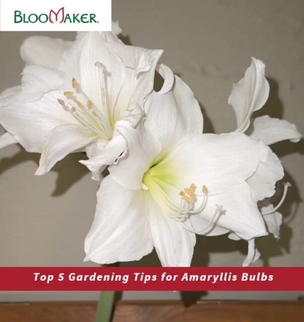 Growing Amaryllis at home? 🌱
Here are 5 essential tips to help your blooms thrive, no matter your garden size or experience level:
1️⃣ Size matters: Choose a bulb 3x larger than the pot you’re using.
2️⃣ Soil is key: Use a well-draining mix with perlite to prevent rot.
3️⃣ Get gloves: Protect your hands and garden with care.
4️⃣ Stay organized: A tidy gardening space = stress-free planting.
5️⃣ Think beyond the garden: Amaryllis bulbs can thrive indoors, even without soil or sun!
✨ Simple. Stunning. So rewarding.
Tap the link in bio to explore Bloomaker bulbs and more garden-friendly florals.
#AmaryllisTips #BloomakerGardens #HomeWithFlowers #HydroponicBlooms #FlowerCare #GardenJoy
