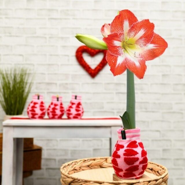 Valentine’s Day is almost here 💘
And while chocolates disappear and cards get tucked away, flowers have the power to keep love blooming long after February 14.

Bloomaker Waxed Amaryllis aren’t just a gift, they’re an experience. From the moment they arrive, they grow, open, and transform, becoming a daily reminder of thoughtfulness and care.

Explore our Valentine’s favorites through the link in our bio.

#ValentinesFlowers #ValentinesGiftIdeas #FlowersForLove #ThoughtfulGifting #Bloomaker #Valentines2026