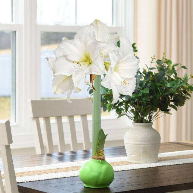 February is officially here  and no matter what the groundhog predicts, we’re already dreaming in blooms. 🌷

At Bloomaker, we believe flowers aren’t just for one day. They’re for everyday moments: slow mornings, cozy corners, thoughtful gifts, and small joys that make home feel special.

Which bloom are you welcoming into your space this month?

#Bloomaker #FebruaryBlooms #FlowersAtHome