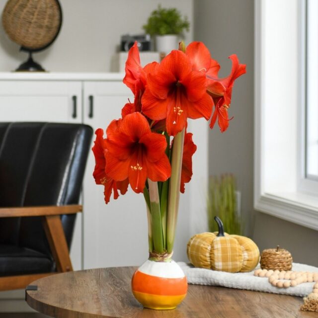 Meet one of our most loved blooms: the Bloomaker waxed amaryllis ✨

No soil.
No watering.
No maintenance.

Each giant bulb is sealed in vibrant wax and blooms entirely on its own, bringing bold color and sculptural beauty to any space. 

Low maintenance. High impact. Always beautiful. Perfect for gifting year-round.

#WaxedAmaryllis #Bloomaker #EasyCarePlants