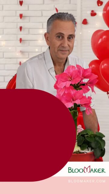 Create something truly special this Valentine’s Day 🌸 Watch Mark show how easy it is to make a beautiful arrangement with amaryllis, perfect to gift or enjoy at home!
 
#ValentinesDayFlowers #Amaryllis #FlowerArrangement #FloralDesign #bloomaker