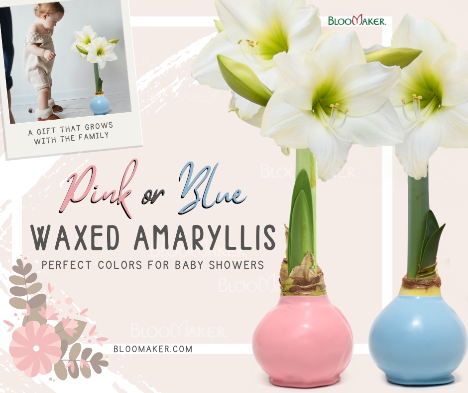 Looking for a baby shower gift that’s a little different? 🩷🩵
‎ 
Our waxed amaryllis bulbs in soft pink and blue tones make a beautiful gift that keeps growing long after the celebration. Even better, our single bulbs ship in a ready-to-gift box, making them an easy and memorable present for parents-to-be or shower guests!
‎ 
Available now! Visit https://www.bloomaker.com/shop and click on the "Spring Collection" 
‎ 
#Bloomaker #babyshower #giftideas #FlowersForEveryOccasion #amaryllis