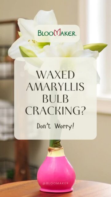 Noticing cracks in the wax? No worries 🌸
 
Small cracks in the wax coating are completely normal and do not impact the growth of your amaryllis. The bulb inside remains healthy and will continue to grow and bloom beautifully. Cracks simply happen as the bulb expands, it’s a sign of nature doing its thing! #bloomaker #amaryllis #waxedamaryllis #bloomakeramaryllis #plantsmakepeoplehappy