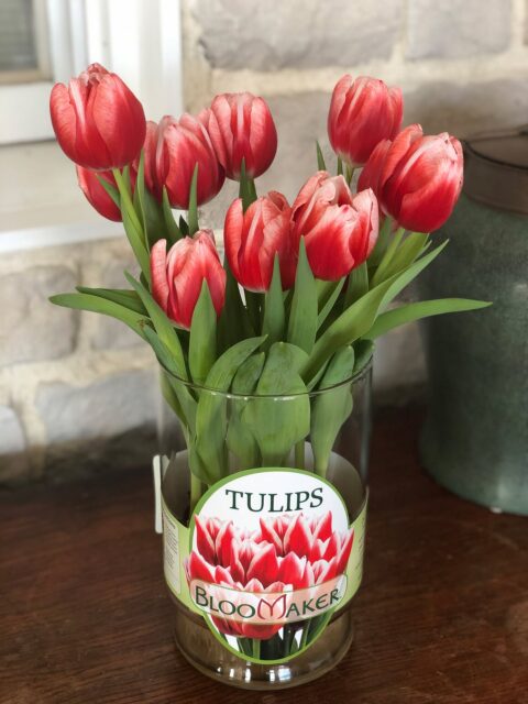 Our tulips are already heading out to retailers all across the USA. As much as we love knowing they’ll brighten homes everywhere, we also love enjoying their beauty right here at Bloomaker, with some staying behind to bloom alongside us 🌷
‎ 
Have you brought our tulips home yet? Tag us or share your blooms, we love seeing where they end up!
‎ 
#Bloomaker #showyourblooms #tulips #springiscoming #springvibes