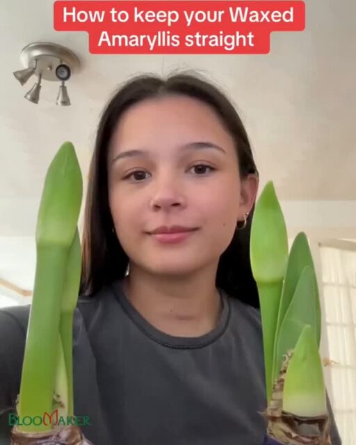 Bloomaker care tip 🌱
As your amaryllis grows, you might notice the stem leaning toward the light, that’s completely natural.

Simply rotate the bulb every few days to encourage straight, balanced growth. Small moments of care like this help your flowers stay strong, beautiful, and long-lasting.

Because caring for flowers should feel calming, not complicated.

#FlowerCare #PlantCareTips #AmaryllisCare #Bloomaker