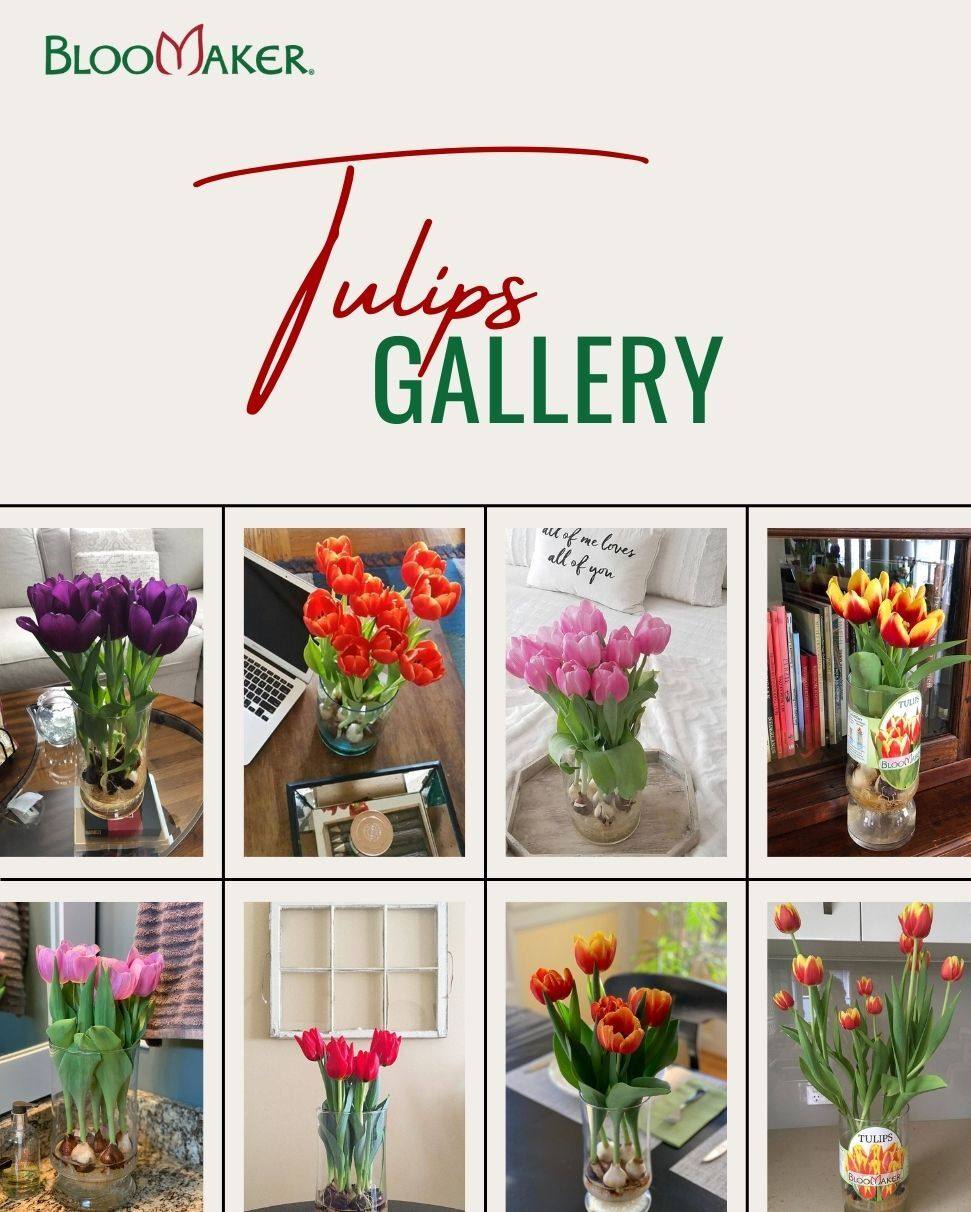 Nothing makes us happier than seeing Bloomaker flowers in your homes 💛
From kitchen counters to bedside tables, your spaces bring our blooms to life in the most beautiful ways.

Here’s how our customers styled their hydroponic tulips: simple, elegant, and full of personality. Thank you for letting Bloomaker be part of your everyday moments.

#CustomerLove #FloralSpaces #RealHomes #FlowerInspo #IndoorBlooms #Bloomaker