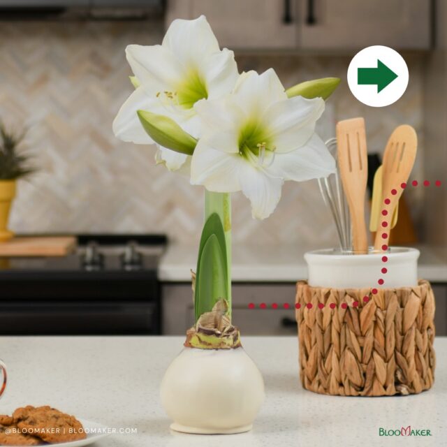 Every Bloomaker Waxed Amaryllis begins with a bulb, and a pair of hands 🙌🏼
‎‎‎ 
Each one is carefully hand-waxed by our team, one by one, with attention to detail and pride in the craft. Behind every finished bulb is a person who dipped it, checked it, packed it, and made sure it was ready to bloom beautifully in someone’s home.
‎‎ 
Each season, our team waxes millions of bulbs. Millions of moments. Millions of future blooms. And what makes us most proud is knowing those bulbs will sit on kitchen tables, office desks, classrooms, and living room windowsills, bringing joy as they grow and flower 🌸
 ‎ 
Have one blooming at home? Tag us, we love seeing them in your space! #bloomaker #bloomakeramaryllis #amaryllis #plantsmakemehappy #flowers