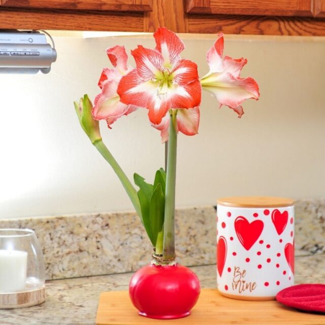 Our Classic Red Waxed Amaryllis is more than a flower, it’s a statement.

Hand-finished in wax and designed to bloom without soil or watering, it delivers dramatic color for weeks with zero effort. Just place it and enjoy the transformation.

Ready to bring bold beauty home?
Shop Classic Red at the link in our bio. 

#WaxedAmaryllis #BloomakerBlooms #IndoorFlowers #EffortlessBeauty