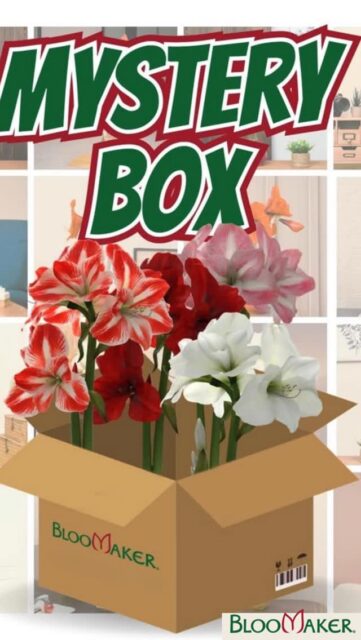🎁 What would YOU hope to find inside?

Our Waxed Amaryllis Mystery Box is back and every box is a surprise.

Inside each box:
🌸 12/6 waxed amaryllis bulbs
🎨 Mixed colors & finishes
✨ Handpicked from our Blooming Deals collection

No two boxes are the same… which makes opening them even more fun.

👇 Tell us in the comments:
What amaryllis would you love to get?

Grab your Mystery Box before they’re gone!