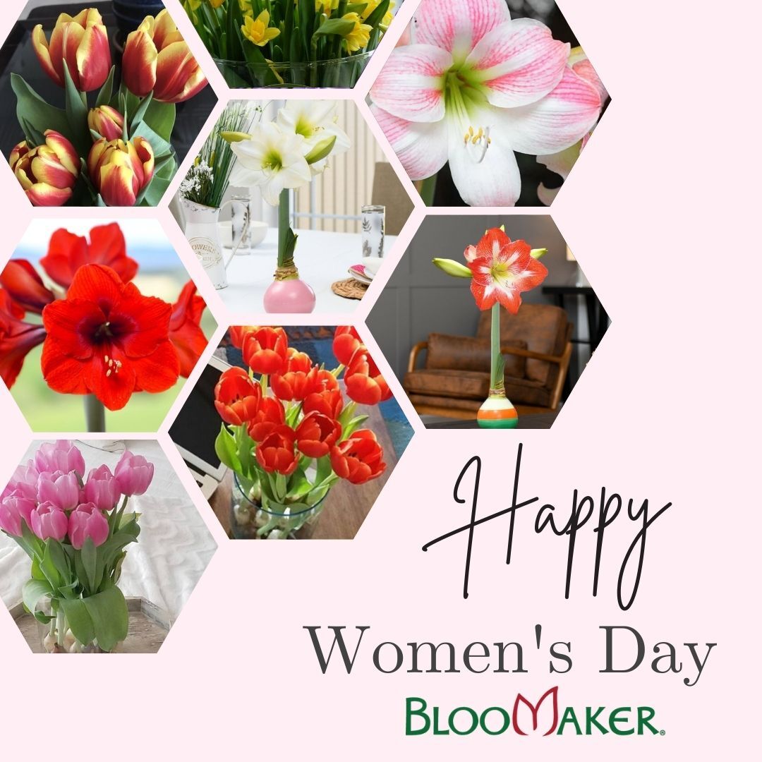 Today we celebrate women who nurture, create, lead, and inspire , often all at once 🌸

Flowers have long been a symbol of appreciation, strength, and care. Whether it’s a gift for someone you admire or a reminder to treat yourself with the same kindness, blooms are a simple yet meaningful way to say you matter.

Here’s to women who make life bloom in quiet ways and bold ones. Happy International Women’s Day 💛

#InternationalWomensDay #WomenWhoBloom #CelebrateWomen #ThoughtfulGifting #Bloomaker