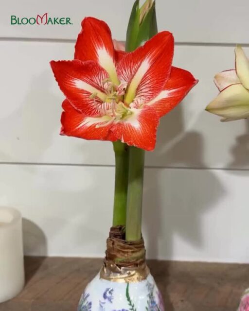 Creativity makes everything bloom 🌸

We love seeing how talented makers incorporate Bloomaker waxed amaryllis into their art and everyday spaces. The hand-painted decoupage paired with our effortless blooms? A perfect match.

Thank you @coastandcanyonshop sharing her creativity and styling our blooms so beautifully. We’re honored to be part of your space. 💛

Discover our collection via the link in bio.

#BloomakerAtHome #WaxedAmaryllis #CreativeLiving #IndoorBlooms #HomeDecorInspiration