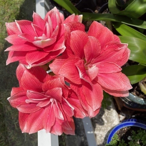🌺 Show us your Bloomaker blooms! Are your (waxed) Amaryllis blooming? Or are your hydroponic flowers in a vase starting to bloom? We’d love to see it! Share a photo on Facebook or Instagram and tag Bloomaker so we can find it.
‎ 
From time to time, we’ll randomly select someone who shared their blooms with us to receive a 3-pack of amaryllis bulbs of their choice from https://www.bloomaker.com/shop 🌸
‎ 
📸 Picture credits: K. Ritzau.
‎ 
#sharingiscaring #bloomakerblooms #Bloomaker #amaryllis #tulips