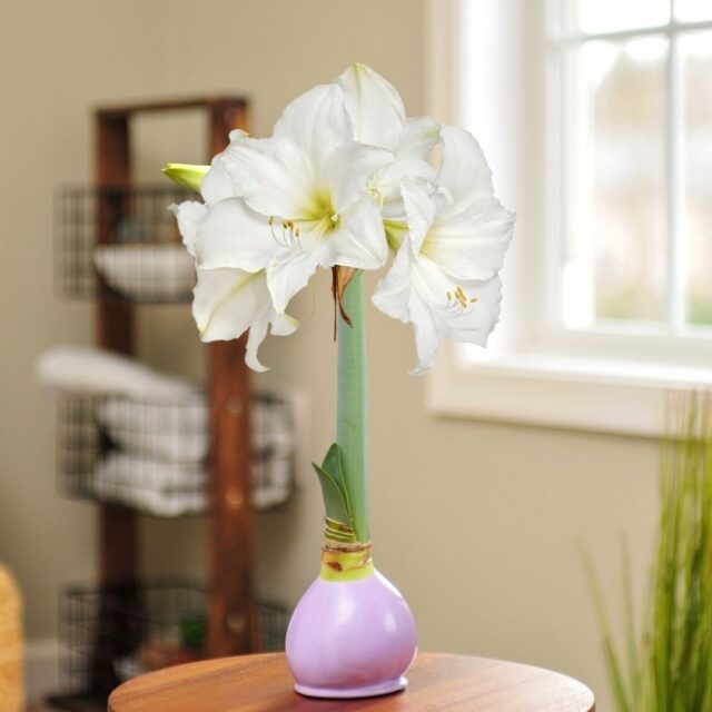 Spring is officially here 🌷
A season of renewal, fresh energy, and making space for what brings joy.

There’s something special about watching flowers bloom indoors, a quiet reminder that growth takes time, and beauty unfolds naturally. 

Here’s to brighter rooms and lighter days ahead.

#FirstDayOfSpring #HelloSpring #SpringBlooms #Bloomaker #IndoorSpring #SeasonalLiving #FreshStarts #FlowerLovers