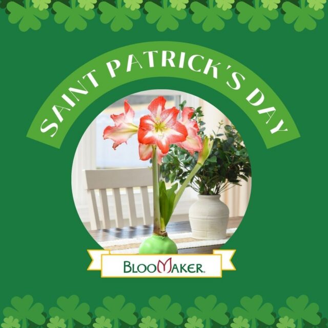 A little green, a little growth, and a lot of good energy 🍀

As spring approaches, bringing nature indoors feels especially meaningful. One bloom can refresh a space and brighten the everyday.

Here’s to fresh starts and lucky spaces 🌱

#StPatricksDay #LuckySpaces #GreenLiving #SpringEnergy #IndoorPlants #BloomakerStyle